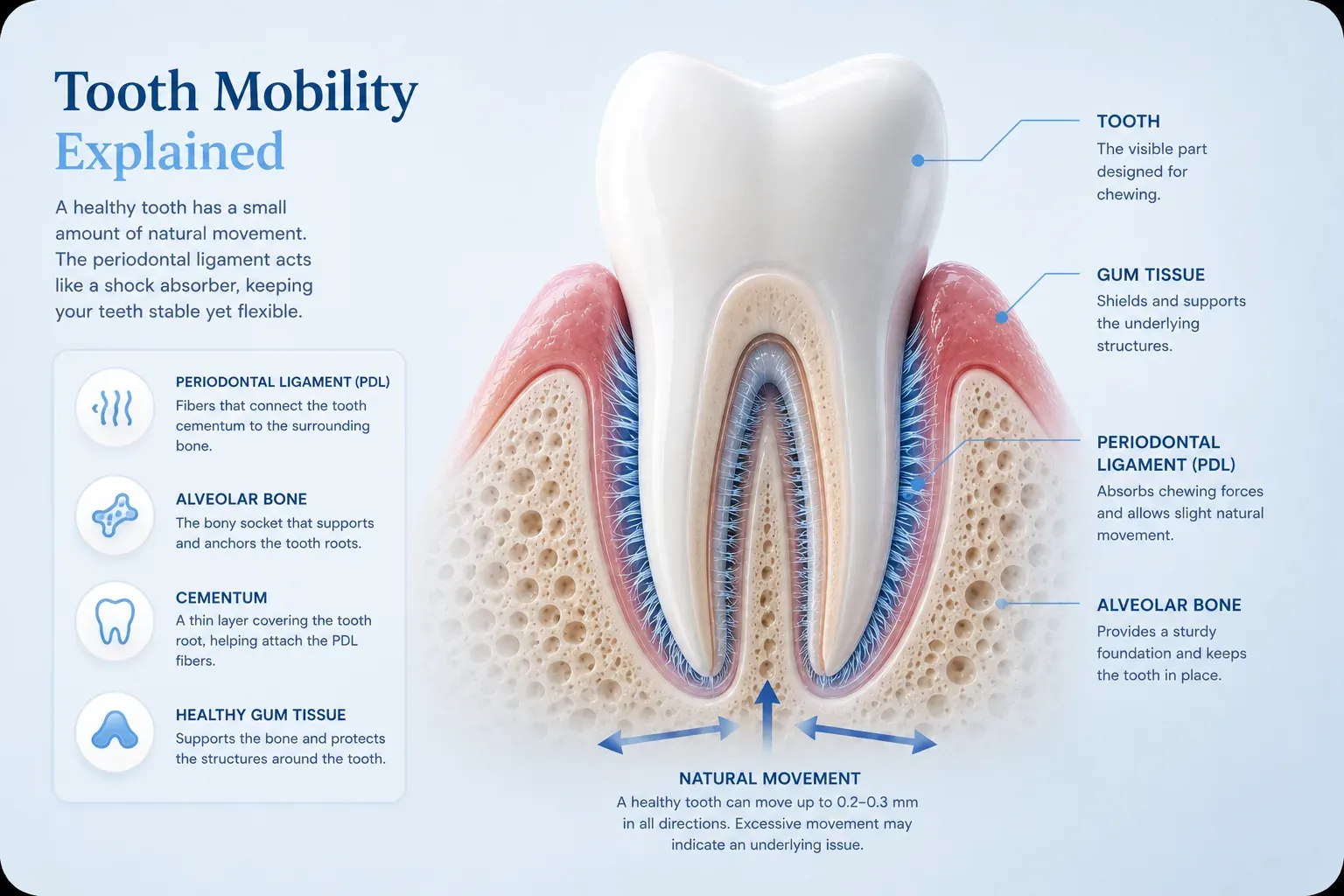 Tooth Mobility Explained: When It's Serious and When It Isn't