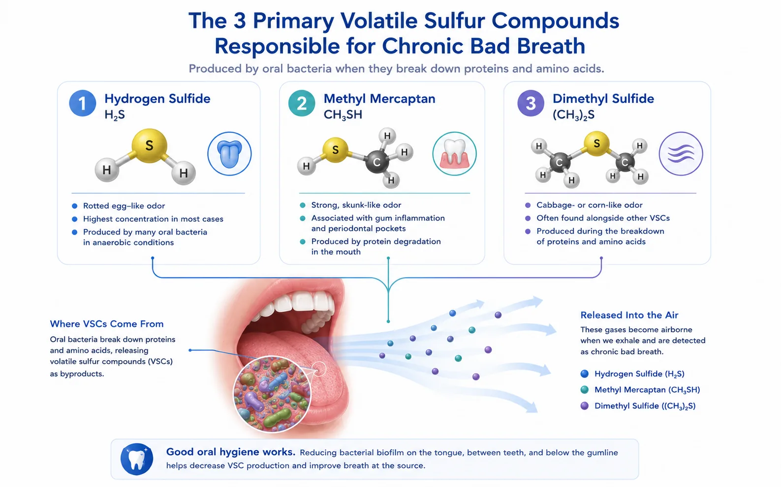 Diagram of the three volatile sulfur compounds behind bad breath: hydrogen sulfide, methyl mercaptan, and dimethyl sulfide, each labeled with its characteristic odor