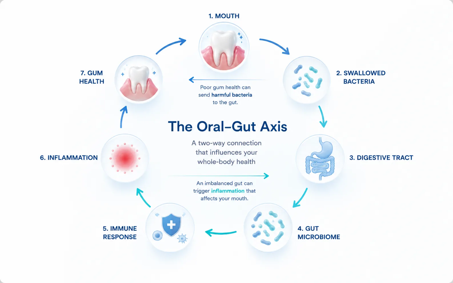 Bidirectional loop diagram showing swallowed oral bacteria traveling to the gut, and gut inflammation and permeability affecting gum tissue