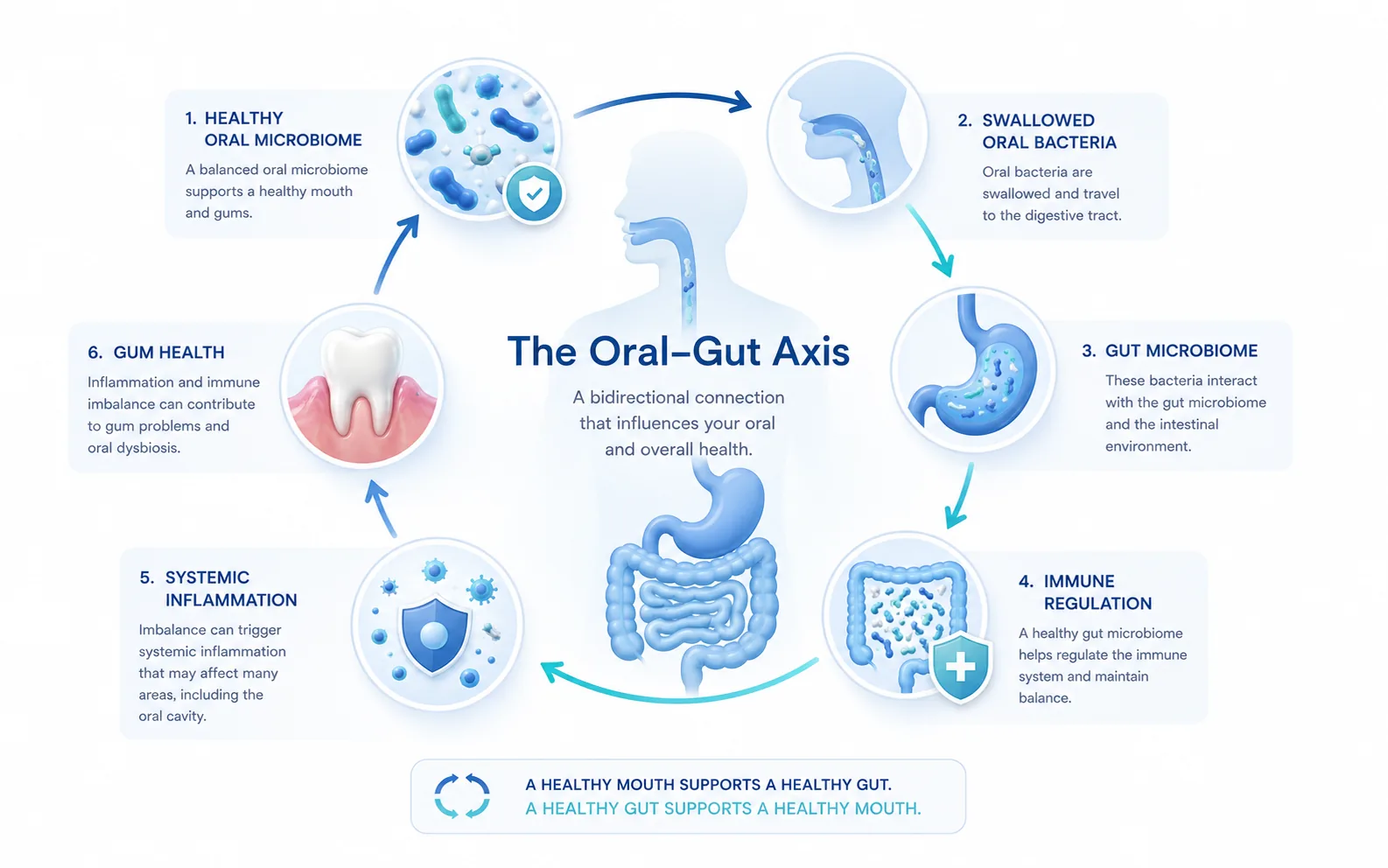 Illustration of the full digestive tract from mouth to gut, highlighting how oral bacteria like Porphyromonas gingivalis travel and colonize the intestines