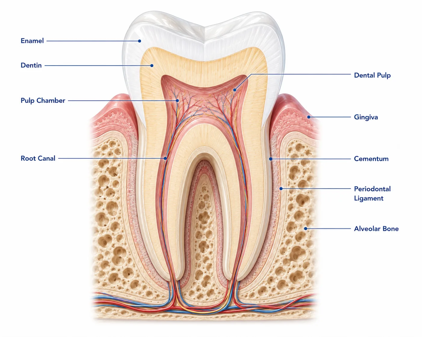 Three-image sequence showing plaque formation: a clean tooth, a tooth with an invisible thin film after minutes, and a tooth with visible plaque after several hours